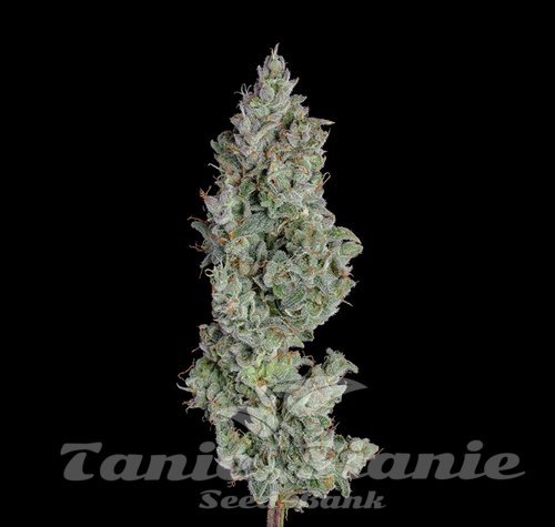 Pineapple Diesel Auto - HAPPY VALLEY GENETICS