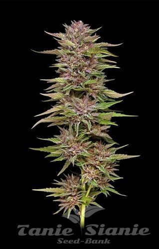 Pineapple Muffin - HUMBOLDT SEED COMPANY