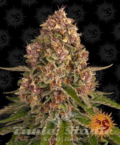 Nasiona Marihuany Pink Kush - BARNEY'S FARM