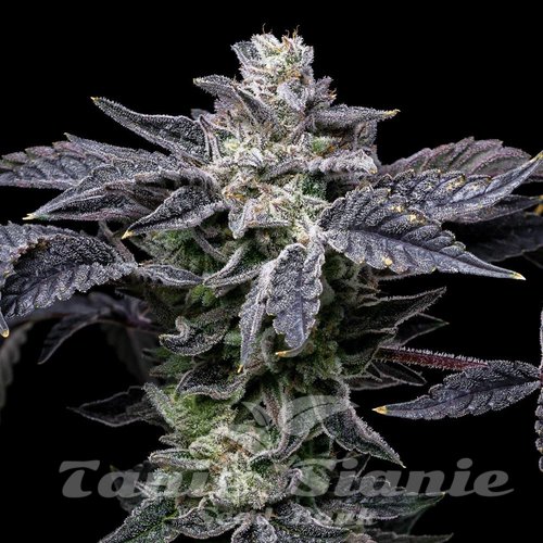 Pink Runtz x Hollywood - COOKIES SEEDS