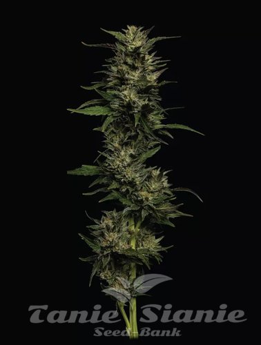 Pistachio - HUMBOLDT SEEDS COMPANY