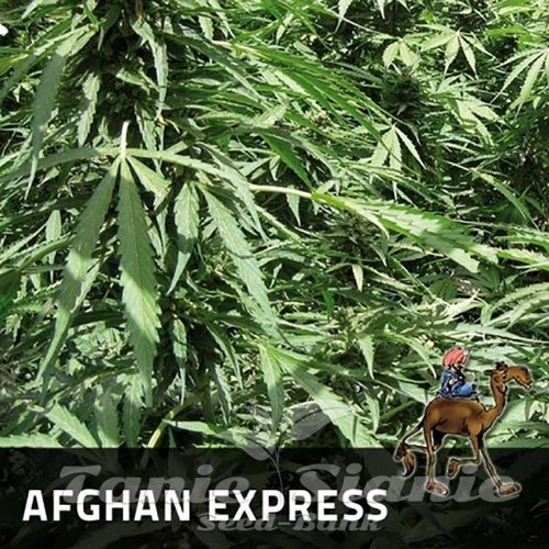 Nasiona Marihuany Afghan Express - POSITRONICS