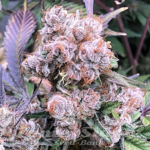 Premanent Velvet - INHOUSE GENETICS