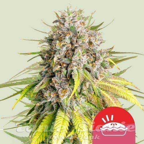 Nasiona Marihuany Punch Pie - ROYAL QUEEN SEEDS