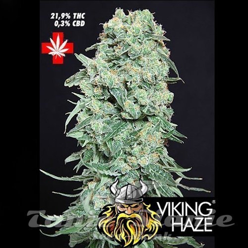 Nasiona Marihuany Viking Haze - PURE SEEDS