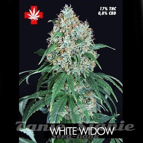 Nasiona Marihuany White Widow - PURE SEEDS