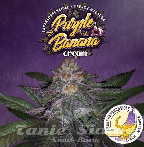 Nasiona Marihuany Purple Banana Cream - T.H. SEEDS