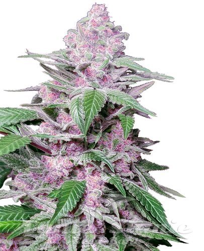 Nasiona Marihuany Purple Cookie Kush - SENSI SEEDS