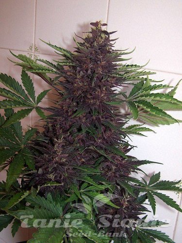 Nasiona Marihuany Purple Kush Auto