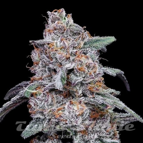 Nasiona Marihuany Purple People Eater Auto - DNA GENETICS