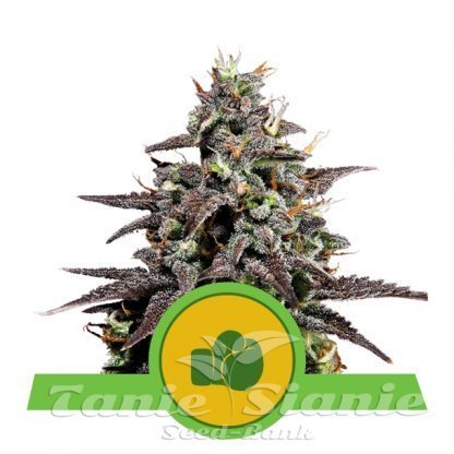 Nasiona Marihuany Purple Punch Auto - ROYAL QUEEN SEEDS
