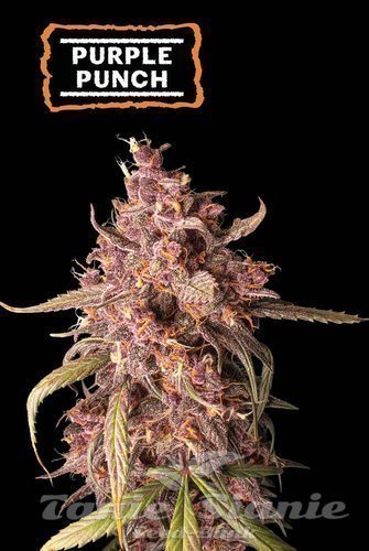Purple Punch Auto - SEED STOCKERS