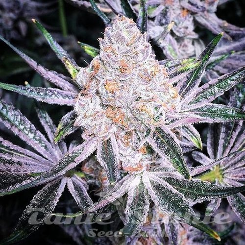 Purple Sunset RBX2 - ETHOS GENETICS