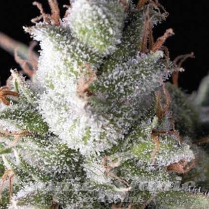 Nasiona Marihuany Ramses Auto - PYRAMID SEEDS