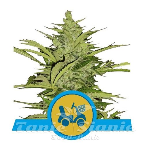 Nasiona Marihuany Fast Eddy Automatic CBD - ROYAL QUEEN SEEDS 