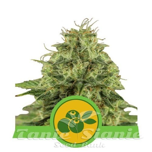 Nasiona Marihuany Haze Berry Automatic - ROYAL QUEEN SEEDS 