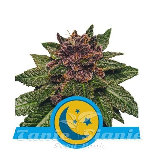 Nasiona Marihuany Purplematic CBD Auto - ROYAL QUEEN SEEDS 