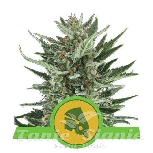 Nasiona Marihuany Royal Cheese Automatic - ROYAL QUEEN SEEDS