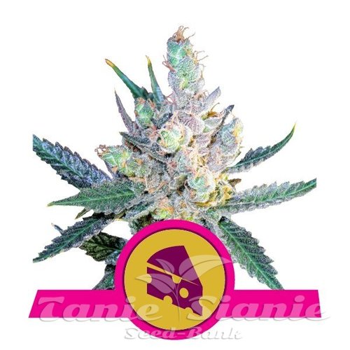 Nasiona Marihuany Royal Cheese (Fast Version) - ROYAL QUEEN SEEDS