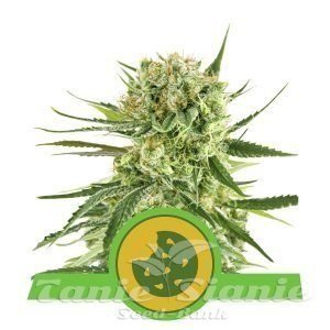 Nasiona Marihuany Royal Cookies Automatic - ROYAL QUEEN SEEDS 