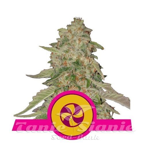 Nasiona Marihuany Sweet ZZ - ROYAL QUEEN SEEDS 