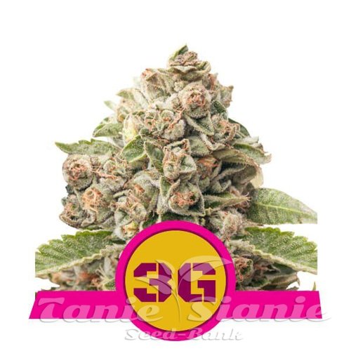 Nasiona Marihuany Triple G - ROYAL QUEEN SEEDS 