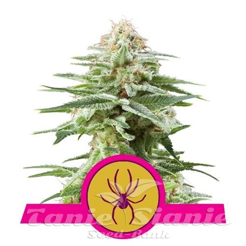 Nasiona Marihuany White Widow - ROYAL QUEEN SEEDS