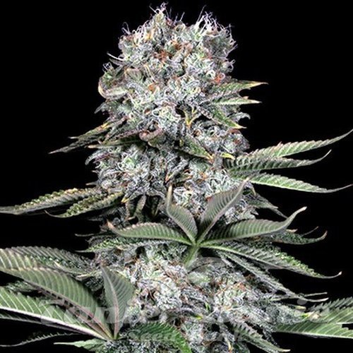 Nasiona Marihuany Runtz 13 - G13 LABS