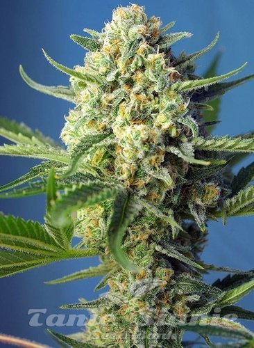 Nasiona Marihuany S.A.D. Auto - SWEET SEEDS