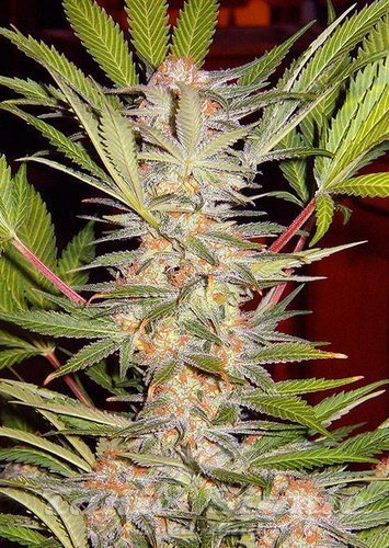 Nasiona Marihuany S.A.D. Sweet Afgani Delicious S1 - SWEET SEEDS