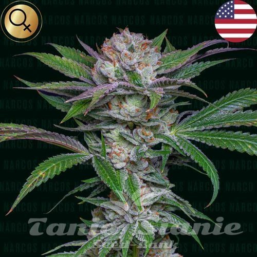 Sabroso Cherry - NARCOS SEEDS