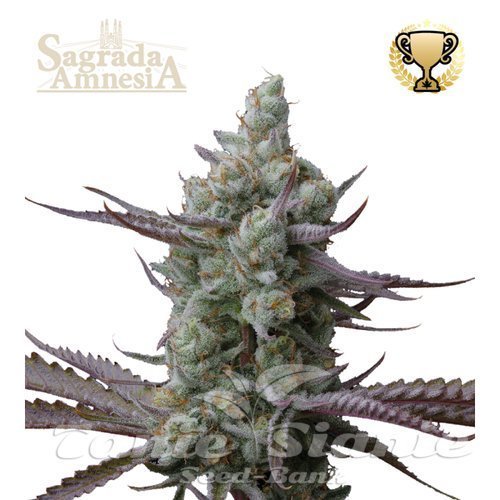 Sagrada Amnesia - SEED STOCKERS