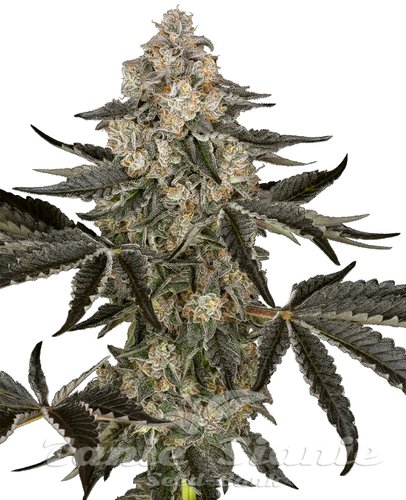 Nasiona Marihuany Sauvignon Blanc Auto - SENSI SEEDS