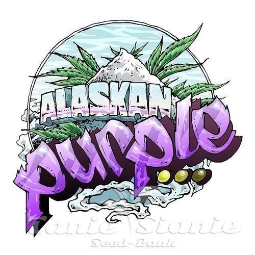 Nasiona Marihuany Alaskan Purple - SEEDSMAN