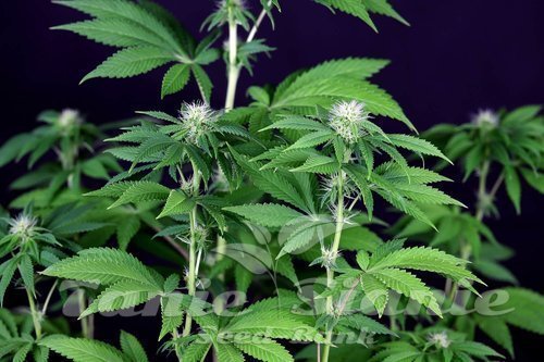 Nasiona Marihuany Seedsman CBG #1 - SEEDSMAN