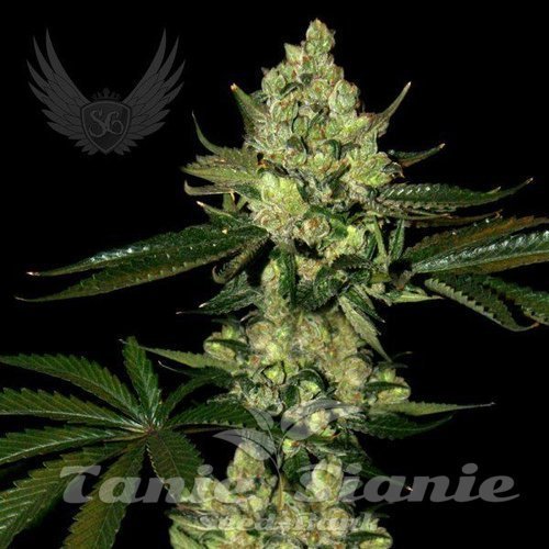 Super Diesel Auto - SENSI GENETICS