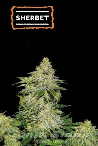 Sherbet Auto - SEED STOCKERS