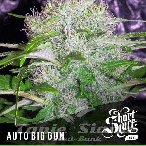 Nasiona Marihuany Auto Big Gun - SHORT STUFF SEEDBANK