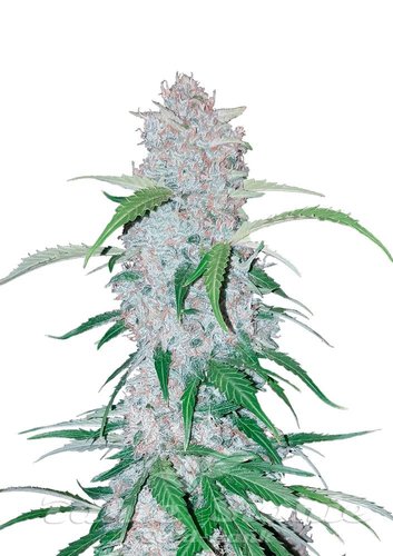 Nasiona Marihuany Six Shooter Auto - FASTBUDS
