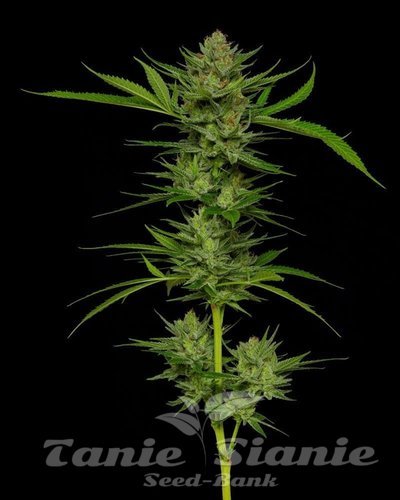 Slightly Stoopid Fruits - HUMBOLDT SEEDS COMPANY