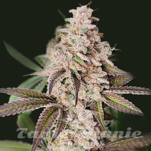 Slurricane