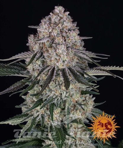 Nasiona Marihuany Sour Diesel Auto - BARNEY'S FARM