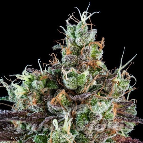 Nasiona Marihuany Sour Ripper Auto - RIPPER SEEDS