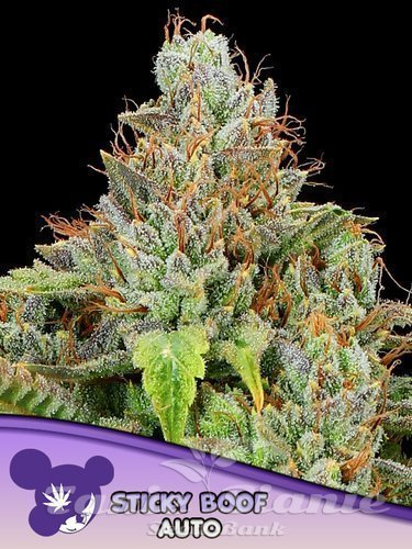 Nasiona Marihuany Sticky Boof Auto - ANESIA SEEDS