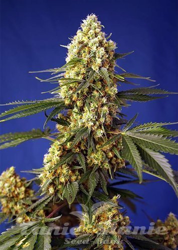 Nasiona Marihuany Strawberry Banana Gelato XL Auto - SWEET SEEDS