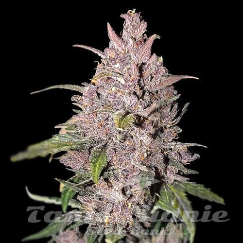Strawberry Pie Auto