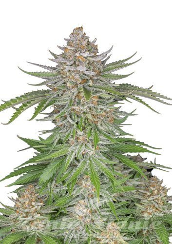 Nasiona Marihuany Strawberry Pie Auto - FASTBUDS