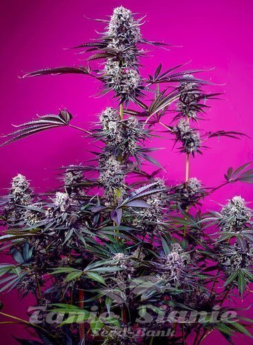 Nasiona Marihuany Studio 54 Stardust Auto - SWEET SEEDS