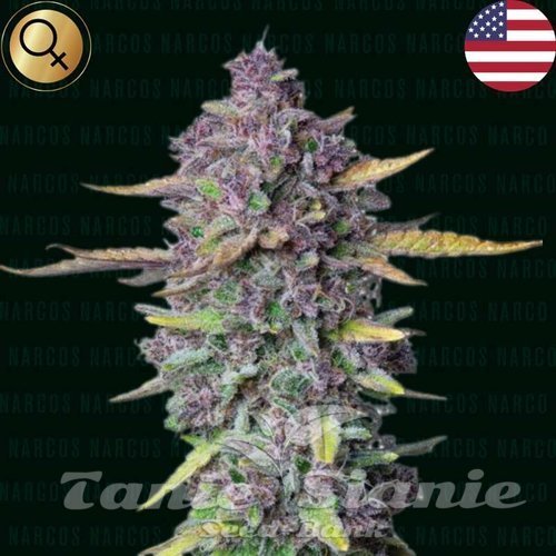 Sueno Purple Punch Auto - NARCOS SEEDS