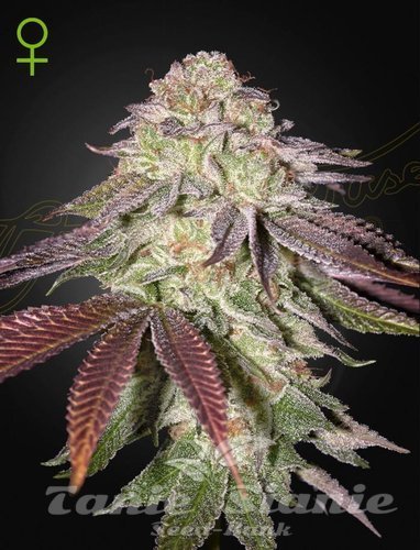 Nasiona Marihuany Sugarlato Auto - GREEN HOUSE SEEDS